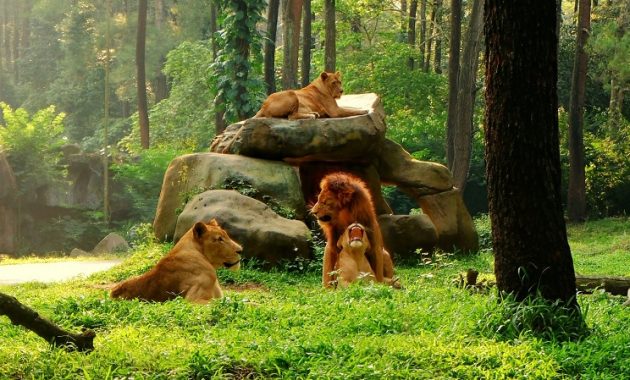 Taman Safari Prigen, Usung Konsep Kebun Binatang ala Afrika